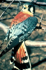 American Kestrel photo