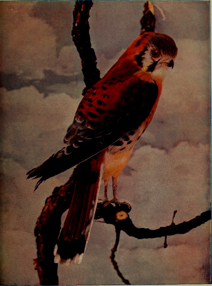 : birdsnature31906chic (find matches)
Title: Birds and nature
Year: 1900 (1900s)
Authors: 
Subjects:  Birds Natural history
Publisher:  Chicago, Ill. : A.W. Mumford, Publisher
Contributing Librar