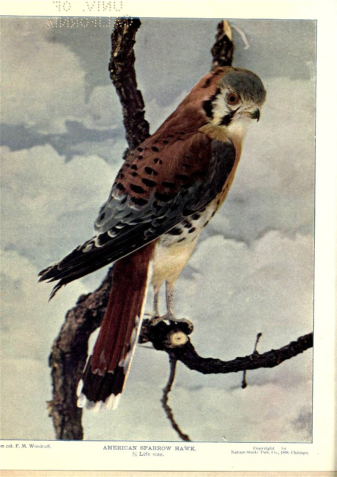 m col. F. M. Woodruff. 
AMERICAN SPARROW HAWK. 
% Life size. 
Copyright l.y 

Nature Stuilv I'uh. C'o., 18H. C'hicafio.