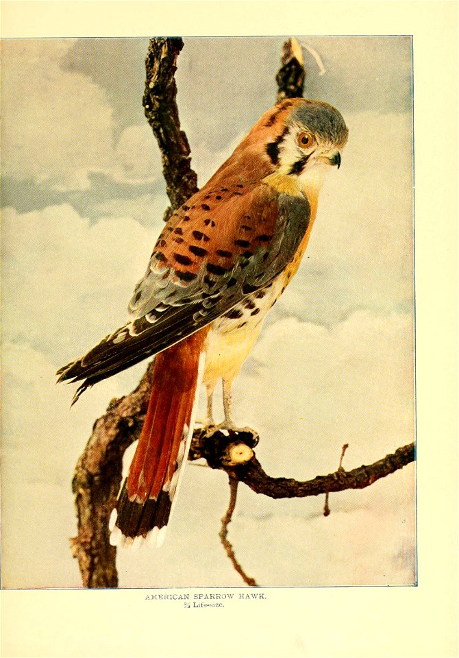 AMERICAN SPARROW HAWK. 

5i Life-size.