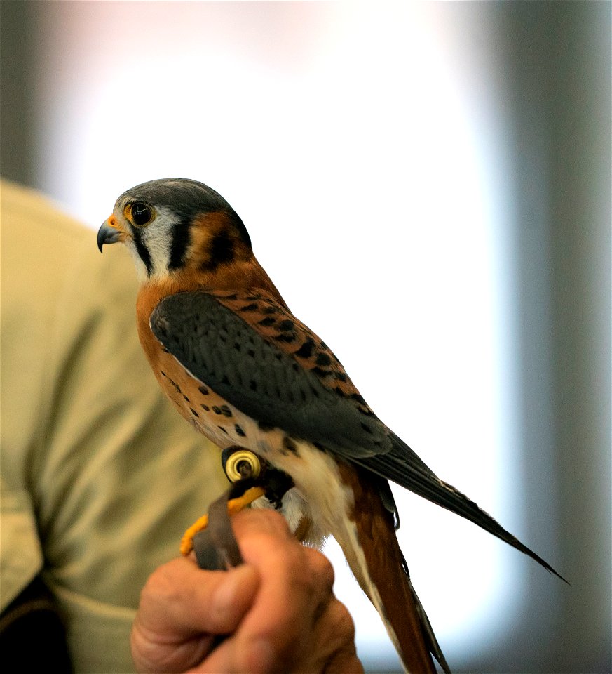 Jo Santiago, a wildlife biologist and a raptor rehabilitation specialist, handles Micah, an American Kestrel during a presentation in Washington D.C., April 24, 2019. (Forest Service photo by Tanya Fl