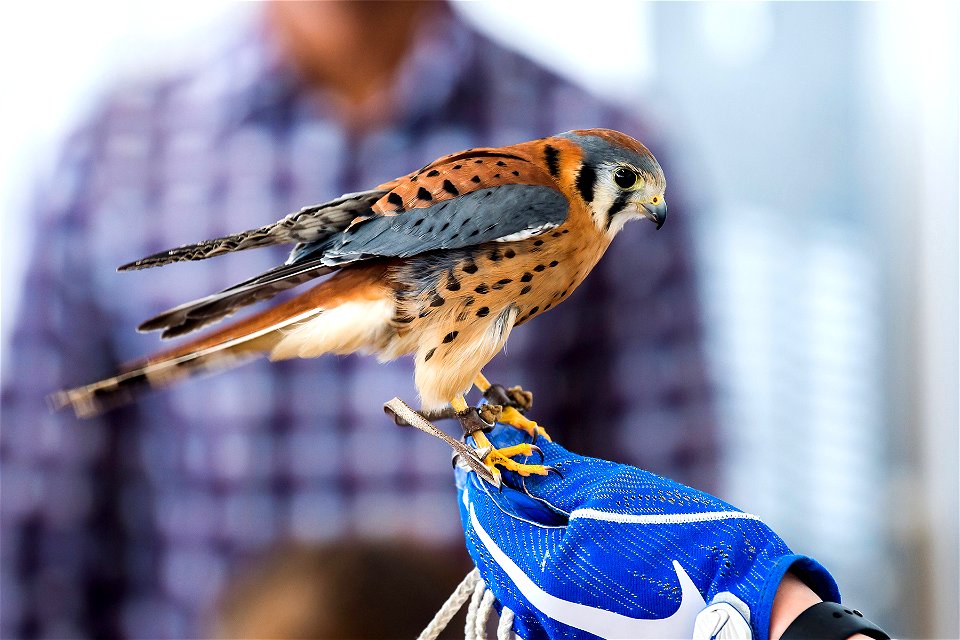 Air Force Cadet 4th Class Alli Kearns holds Zues, an American Kestrel Falcon at the U.S. Air Force Academy in Colorado Springs, Colo., April 6, 2019. Zues was given to the academy by the Birds of Prey