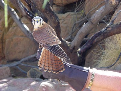 Clip with contrast enhanced
Falco sparverius (American Kestral, sometimes called a sparrowhawk) shown by a docent at the Desert Museum near Tuscon, Arizona.

Image by User:Leonard G.
