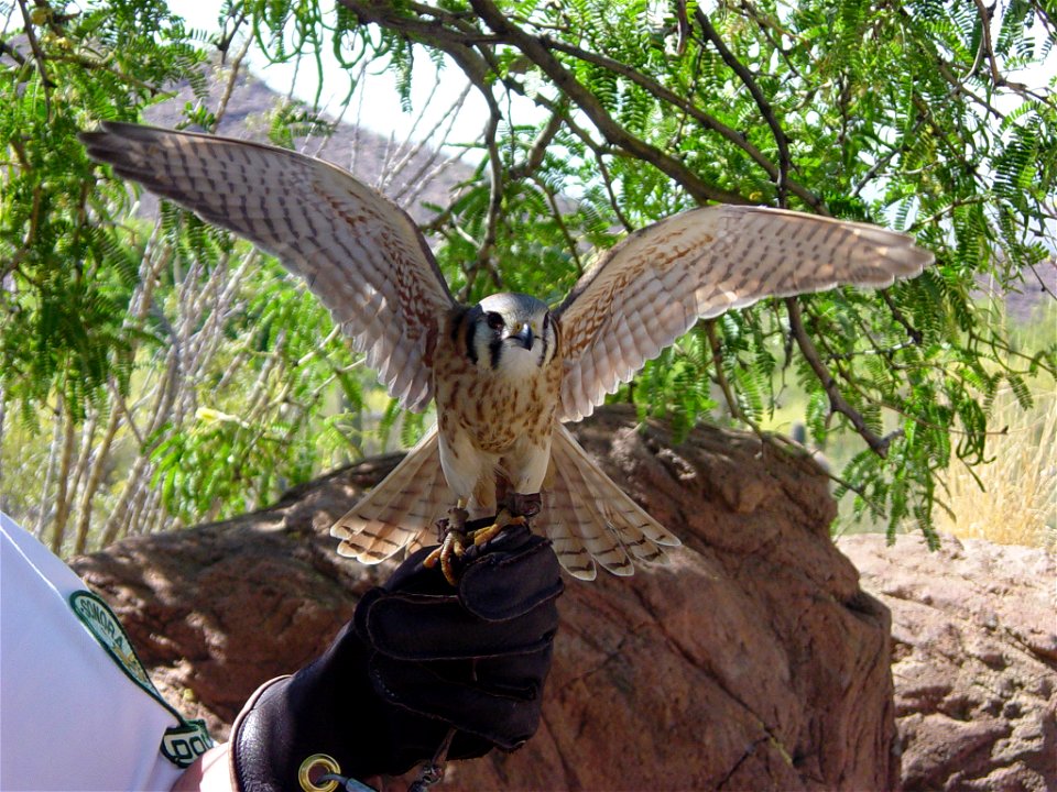 Falco Falco sparverius (American Kestral, sometimes called a sparrowhawk) shown by a docent at the Desert Museum near Tuscon, Arizona.

Image by User:Leonard G.