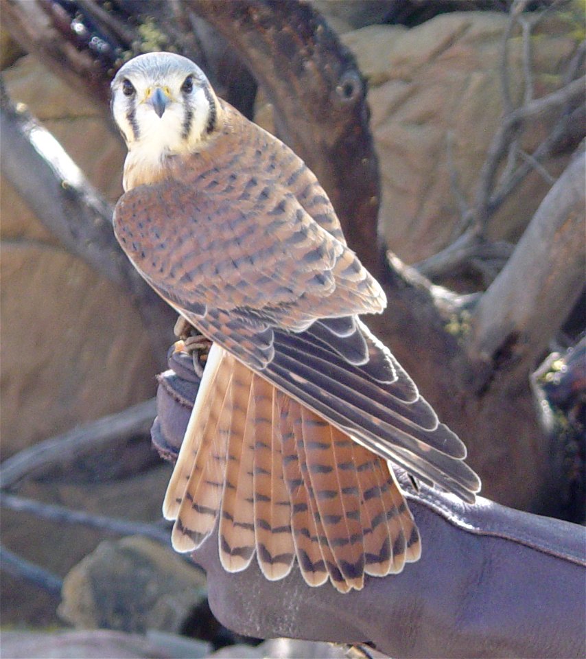 Falco sparverius (American Kestral, sometimes called a sparrowhawk) shown by a docent at the Desert Museum near Tuscon, Arizona.
Clip of Image:Falco sparverius5071.JPG with contrast enhanced

Image by