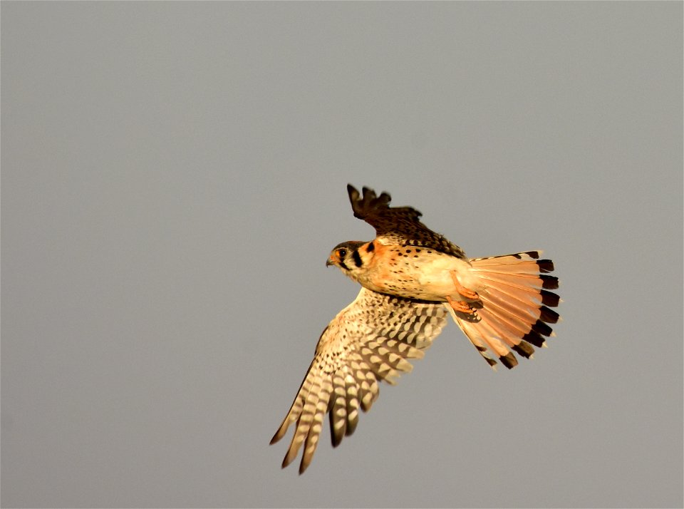 Photo: Tom Koerner/USFWS