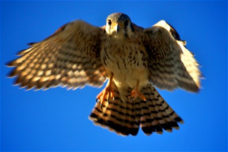 American Kestrel (Falco sparverius) at Pelican Island National Wildlife Refuge Credit: Keenan Adams (USFWS) photo