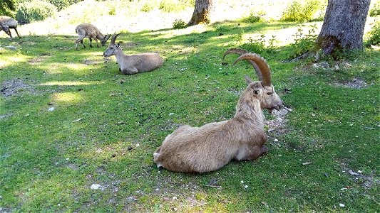 Alpensteinbock im Tierpark Rosegg, Kärnten
