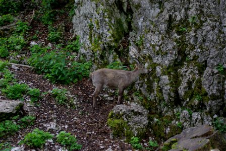 Alpensteinbock im Wildpark Hundshaupten in der Fränkischen Schweiz