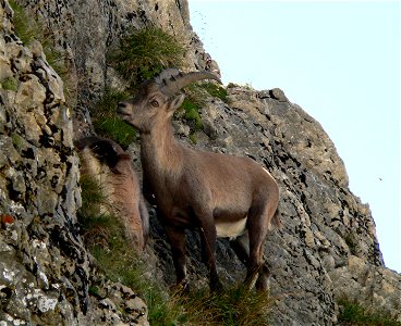 Junger Steinbock im Alpstein (Schweiz) am Fuss des Berges Altmann