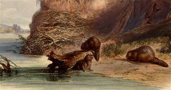Detail of a print after a painting made by Karl Bodmer: "Beaver Hut on the Missouri".