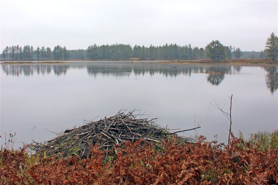 Photo by Courtney Celley/USFWS.