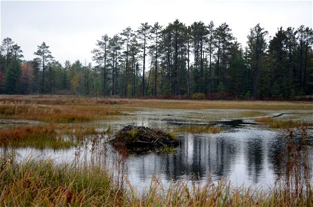 Beaver lodge at Seney National Wildlife Refuge. Photo by Tina Shaw/USFWS.