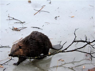 Beaver Preparing for Winter