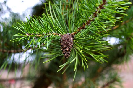 Conifer kienapfel tap photo