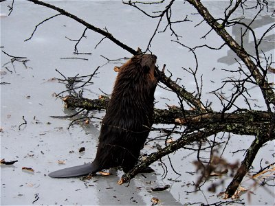 Beaver Preparing for Winter