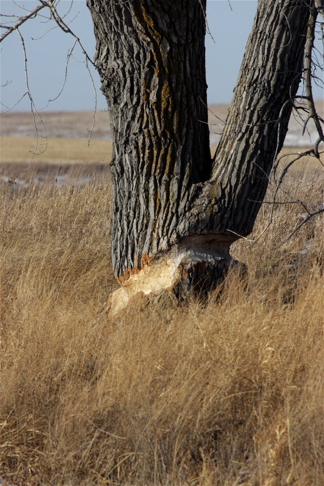 A beaver (Castor canadensis) has been gnawing on this very large and old cottonwood tree (Populus deltoides). Beaver do not typically chew all the way through the trunks of large trees, but rather wea