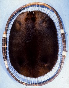 Canadian beaver (Castor fiber canadensis). Fur skin collection, Bundes-Pelzfachschule, Frankfurt/Main, Germany