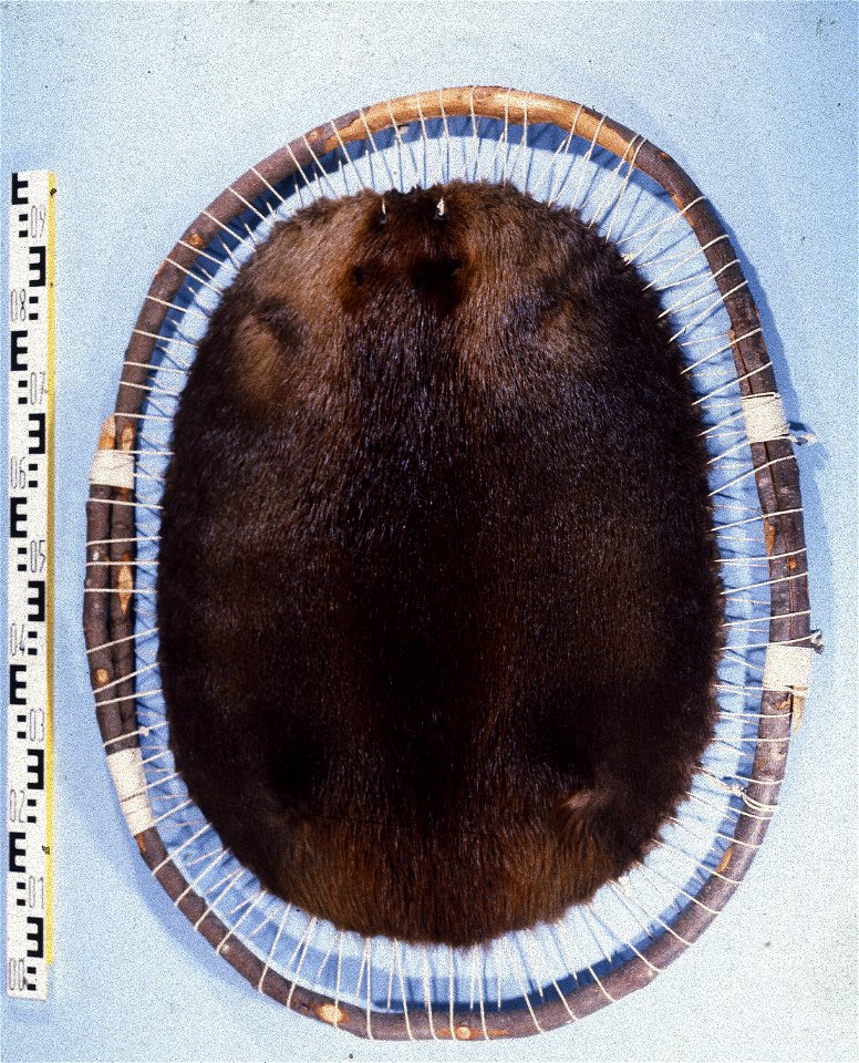 Canadian beaver (Castor fiber canadensis). Fur skin collection, Bundes-Pelzfachschule, Frankfurt/Main, Germany