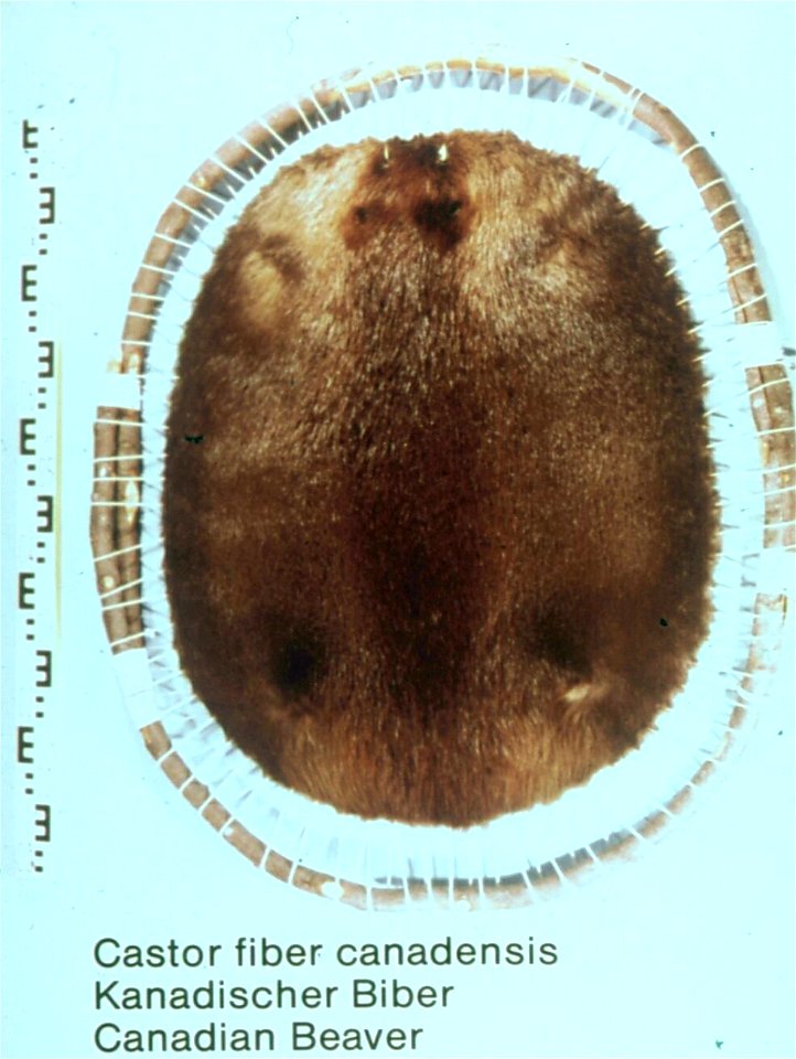 Canadian beaver (Castor fiber canadensis). Fur skin collection, Bundes-Pelzfachschule, Frankfurt/Main, Germany