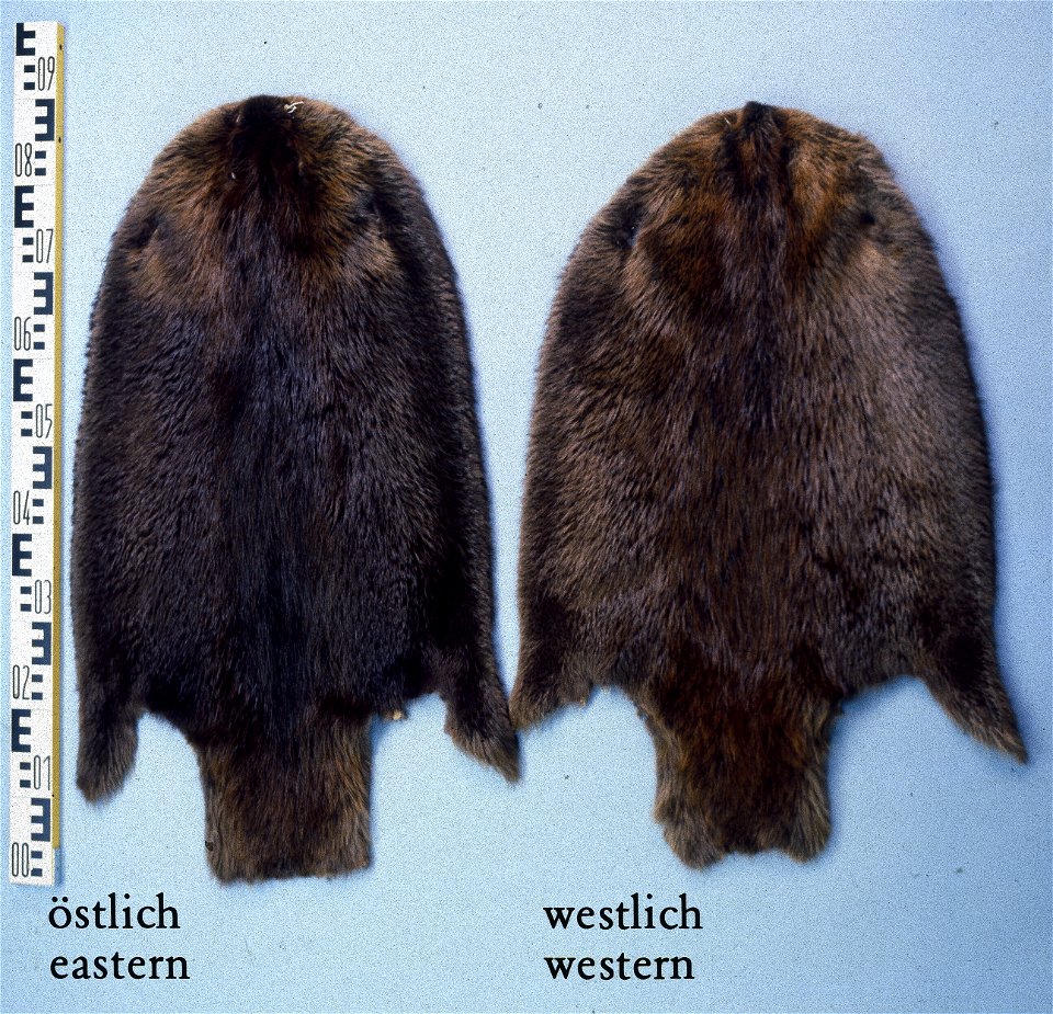 Canadian beaver fur skins (Castor fiber, canadensis), left eastern, right western Canada. Fur skin collection, Bundes-Pelzfachschule, Frankfurt/Main, Germany