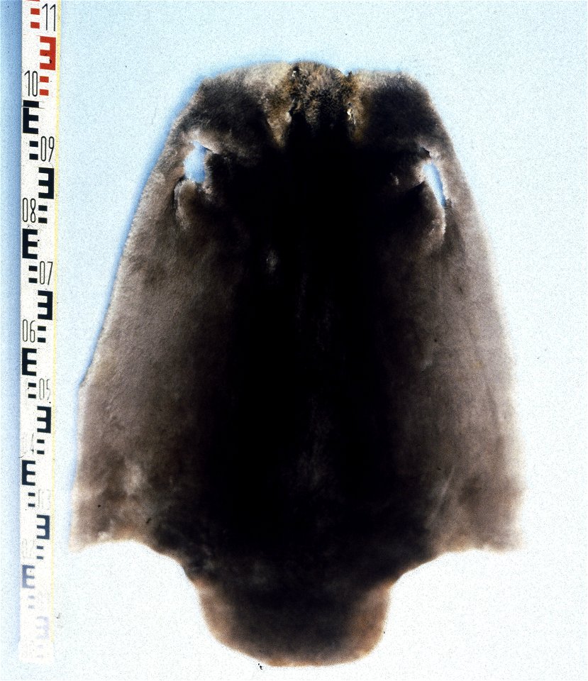 Canadian beaver fur skin (Castor fiber canadensis), de-haired. Fur skin collection, Bundes-Pelzfachschule, Frankfurt/Main, Germany