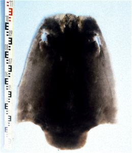 Canadian beaver fur skin (Castor fiber canadensis), de-haired. Fur skin collection, Bundes-Pelzfachschule, Frankfurt/Main, Germany