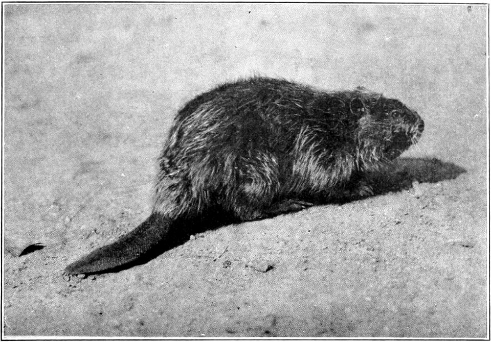 Fig. 66.—Beaver (Castor canadensis).