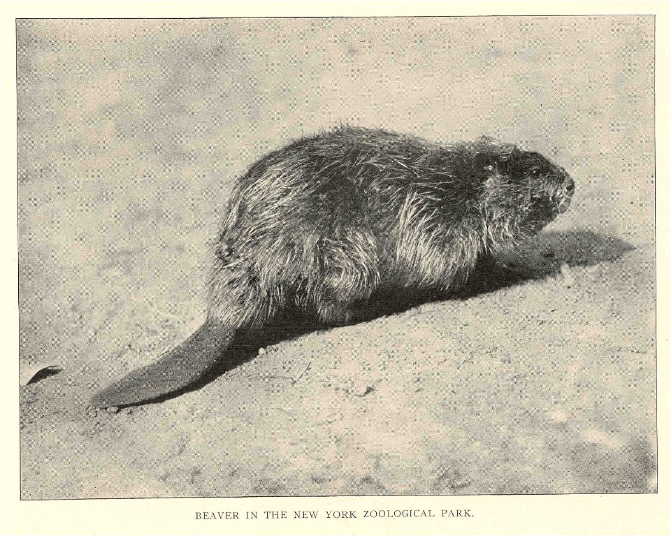 Beaver in the New York Zoological Park
Subject: Beavers
Tag: Aquatic Mammals