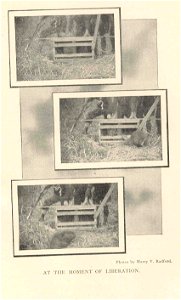 [Beavers] : at the Moment of Liberation
Subject: Beaver trapping, Animal introduction
Tag: Aquatic Mammals