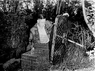 Photograph of Transferring a Beaver from a Live Trap to a Transporting Cage