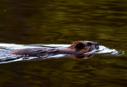 Swimming Beaver