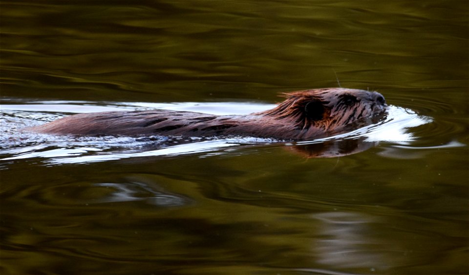 Swimming Beaver