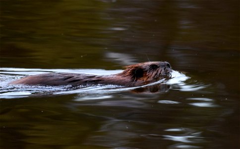 Swimming Beaver