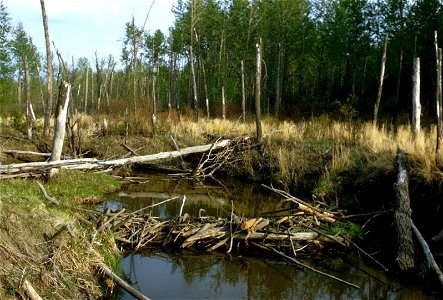 Image title: Beaver dam on river
Image from Public domain images website, http://www.public-domain-image.com/full-image/fauna-animals-public-domain-images-pictures/beavers-pictures/beaver-dam-on-river