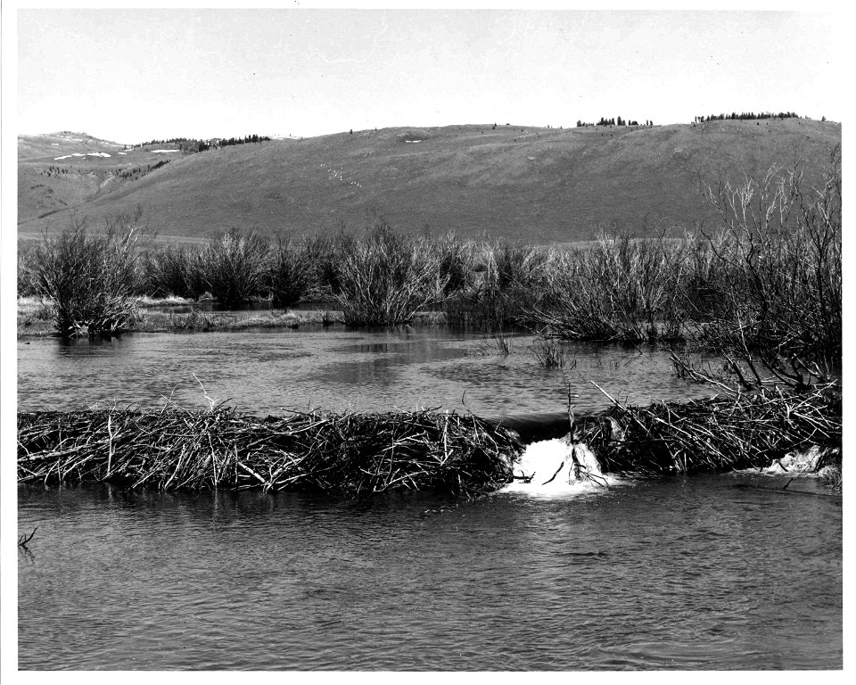 Image title: Beaver dam vintage old photo
Image from Public domain images website, http://www.public-domain-image.com/full-image/vintage-photography-public-domain-images-pictures/beaver-dam-vintage-ol