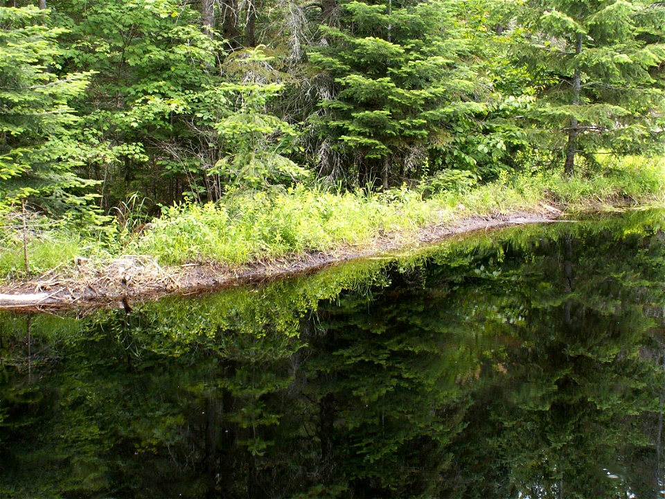 Beaver dam in Algonquin Provincial Park in Ontario, Canada