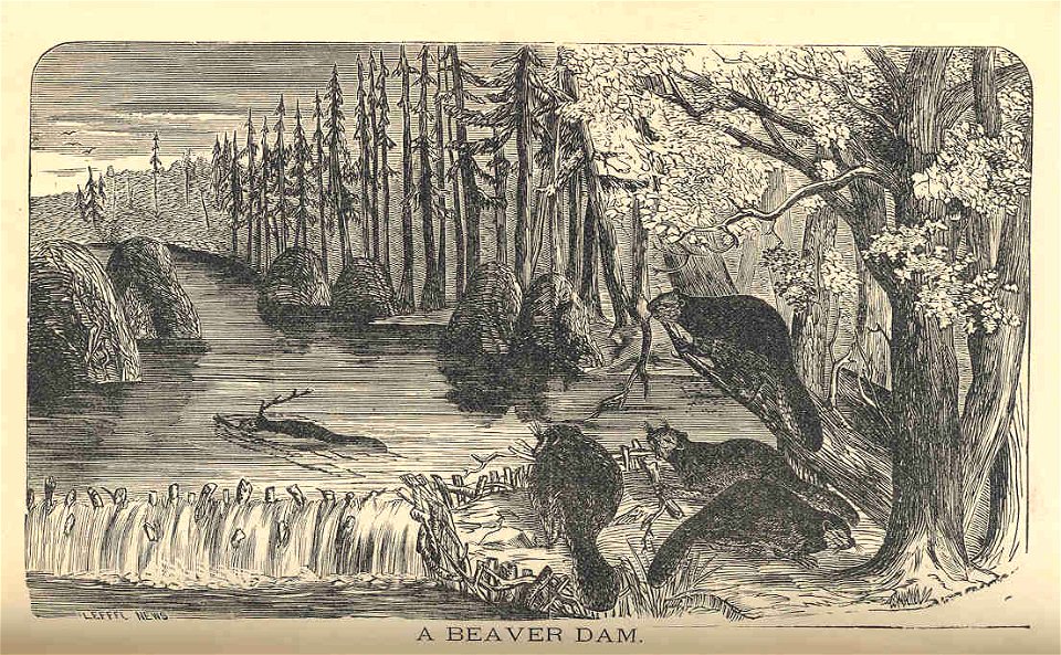 Beaver Dam
Subject: Beavers--Hydraulic engineering--Dams
Tag: Dams, Aquatic Mammals