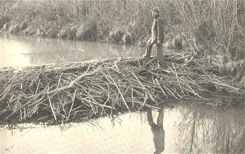 Dam Constructed of Larger Sticks
Subject: Beavers--Habitat, Beavers--Hydraulic Engineering--Dams
Tag: Aquatic Mammals, Dams