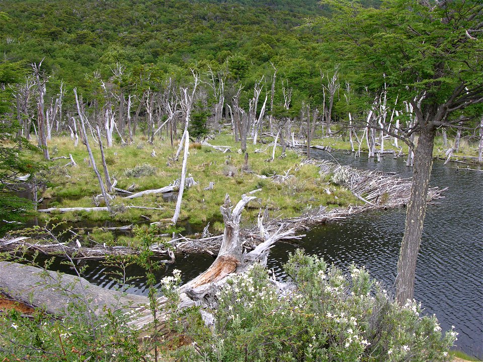 Beaver dam in Tierra del Fuego. Beavers have been introduced into Tierra del Fuero and are causing environmental problems. See w:Beaver eradication in Tierra del Fuego.