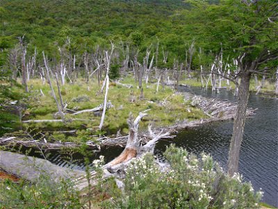 Beaver dam in Tierra del Fuego. Beavers have been introduced into Tierra del Fuero and are causing environmental problems. See w:Beaver eradication in Tierra del Fuego. photo