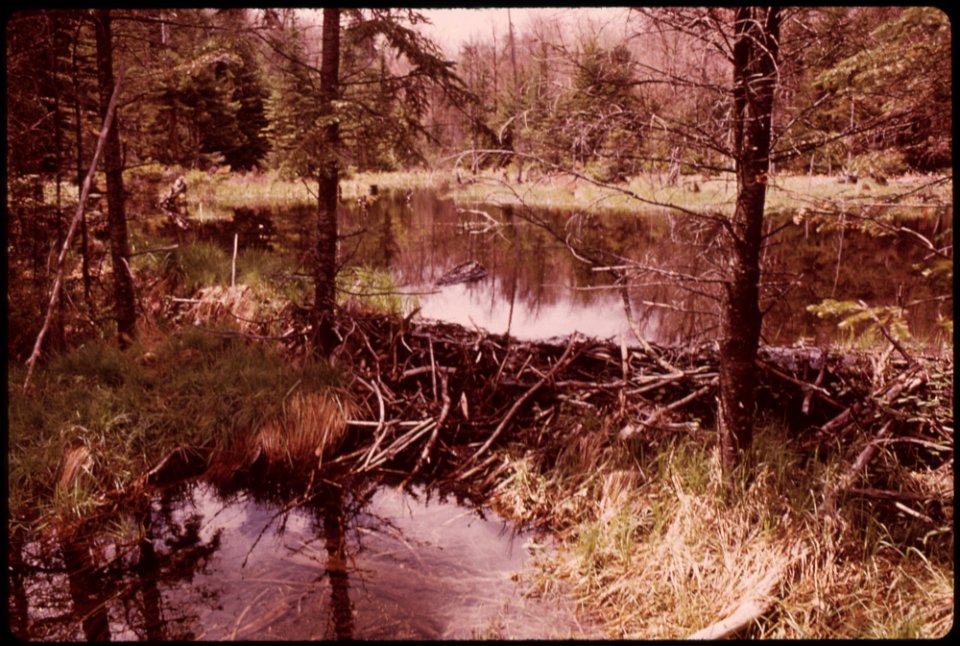 SMALL BEAVER DAM IN THE ADIRONDACK FOREST PRESERVE
