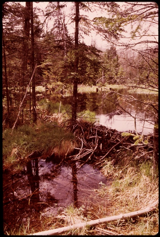 SMALL BEAVER DAM IN THE ADIRONDACK FOREST PRESERVE