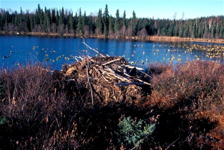 Image title: Beaver lodge on martin lake
Image from Public domain images website, http://www.public-domain-image.com/full-image/fauna-animals-public-domain-images-pictures/beavers-pictures/beaver-lodg
