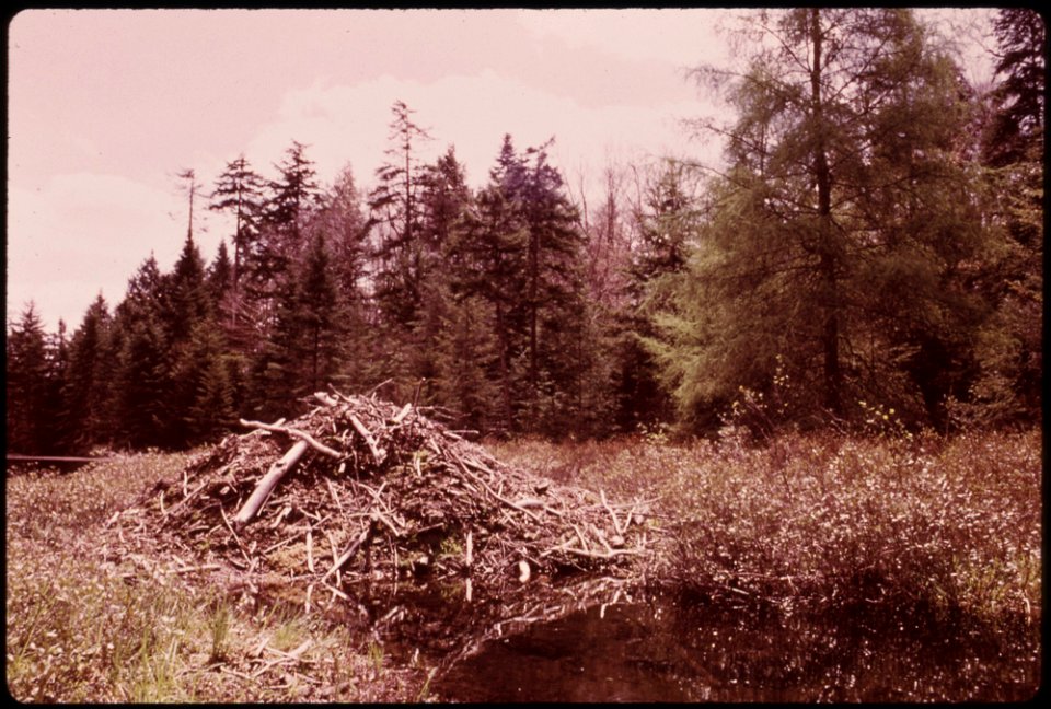 BEAVER LODGE IN THE ADIRONDACK FOREST PRESERVE