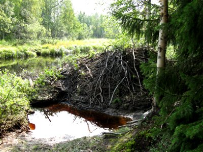 A beaver lodge (most likely Castor Canadensis) at the bench of a small river in a riparian forest, in Northern Finland.