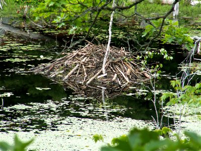 Beaver lodge