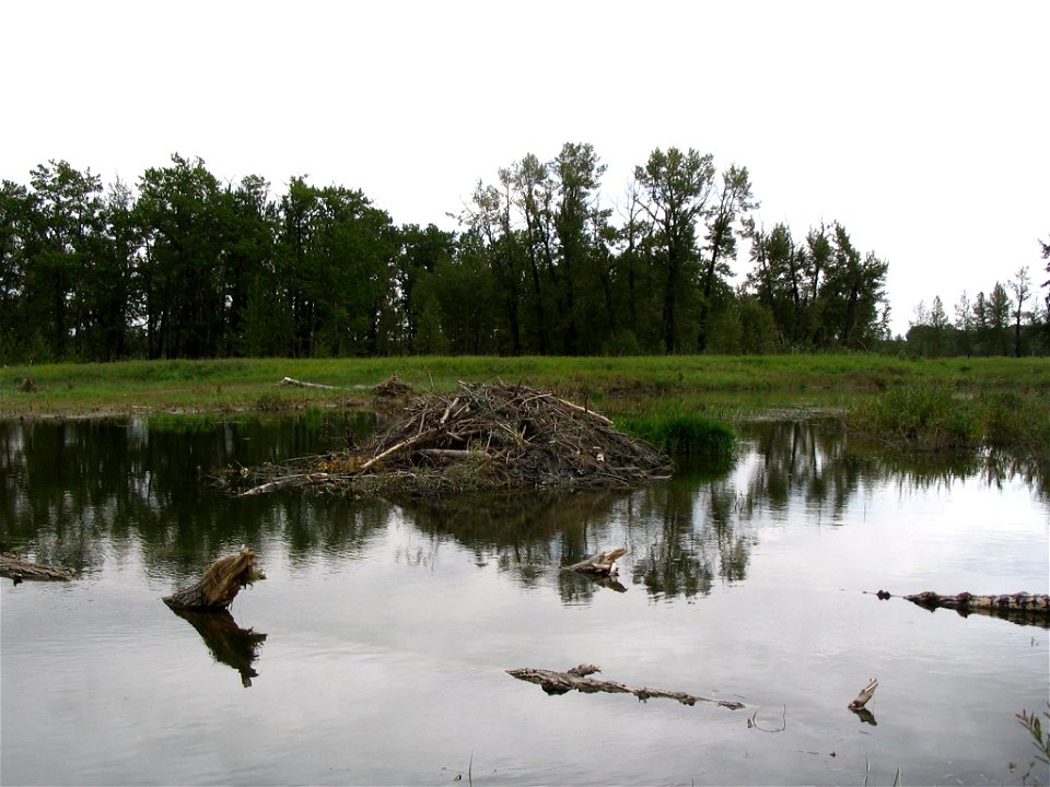A beaver lodge in the Fish Creek in Fish Creek Provincial Park
Photographed by me, User:Borbrav, in August 2005 and released to the public domain.