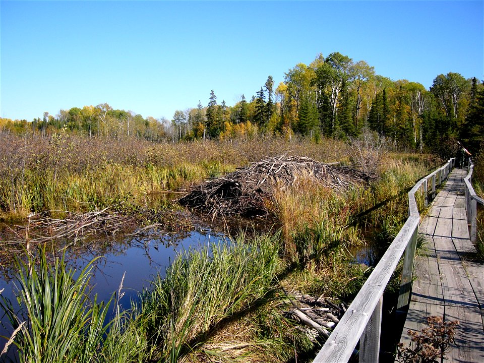 Grand Portage National Monument, Minnesota, USA. The portage, a 8.5 mile long foot path between Lake Superior and the former Fort Charlotte, bypasses the water falls of the Pigeon River. Beaver lodge 