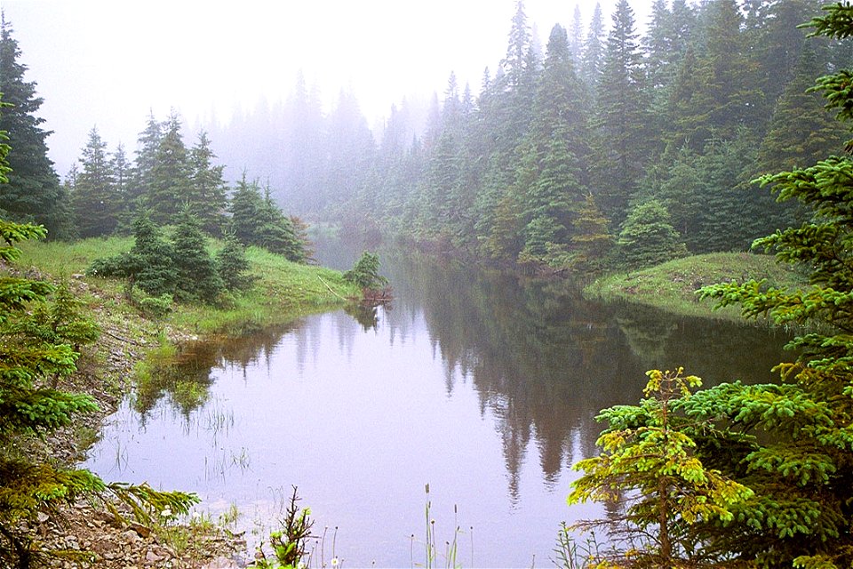 A beaver pond. Anticosti Island, Quebec, Canada. Photo taken in 1999 by R. Rancourt